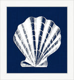 White Shell on Blue IV