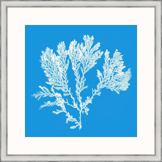 Marine Coral I