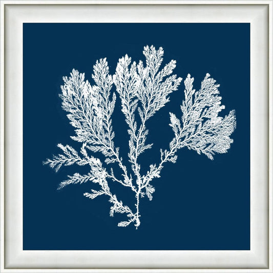 Navy Coral I