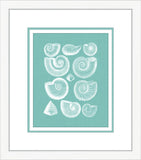 Coquillage Azure III