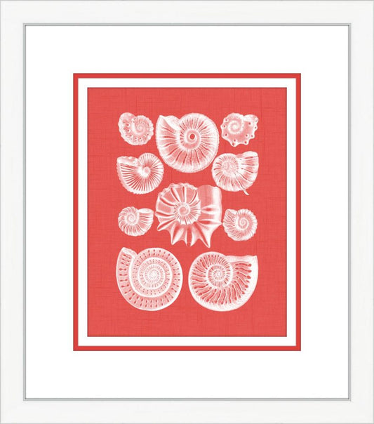 Coquillage Rouge III