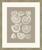 Colorful Shells in Taupe I