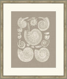 Colorful Shells in Taupe II