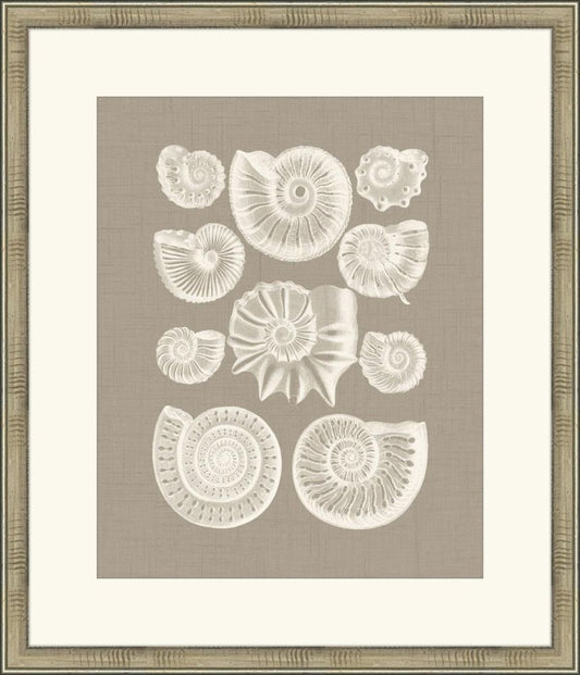 Colorful Shells in Taupe III