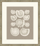 Colorful Shells in Taupe III