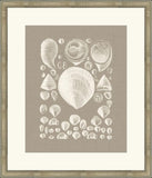 Colorful Shells in Taupe IV