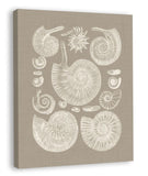 Colorful Shells in Taupe II (canvas)