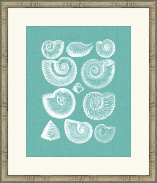 Colorful Shells in Spa I