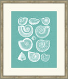 Colorful Shells in Spa I