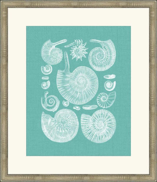 Colorful Shells in Spa II