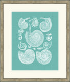 Colorful Shells in Spa II