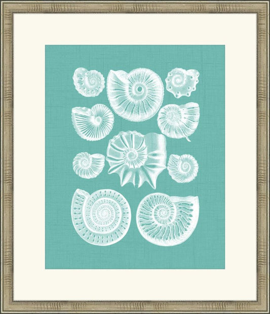 Colorful Shells in Spa III