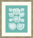 Colorful Shells in Spa III