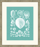 Colorful Shells in Spa IV