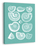 Colorful Shells in Spa I (canvas)