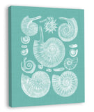 Colorful Shells in Spa III (canvas)