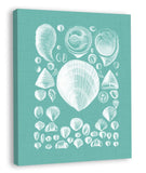 Colorful Shells in Spa IV (canvas)