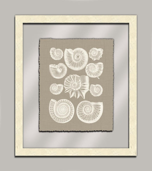 Taupe Shells in Glass III