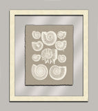 Taupe Shells in Glass III