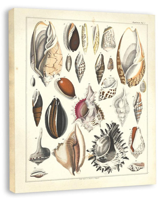 Oken Shells I (canvas)