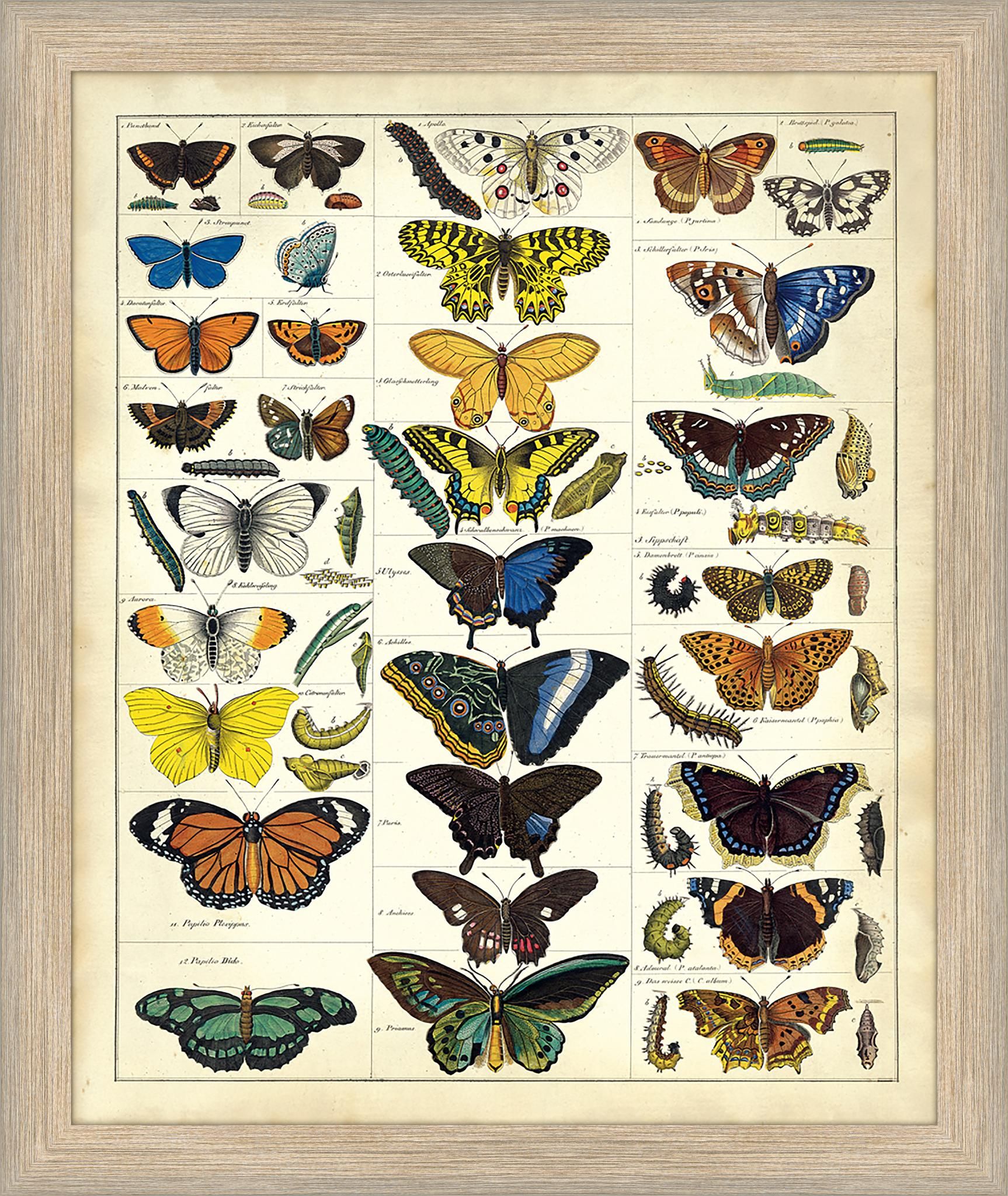 Printable Butterfly Chart