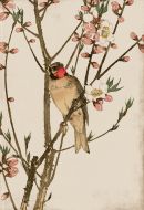Ruby Throat and Peach Blossoms Petite Boxed Canvas
