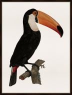 Barraband Toucan I