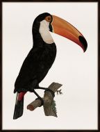 Barraband Toucan I Petite