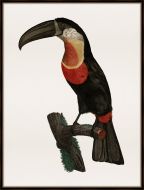 Barraband Toucan IV Petite