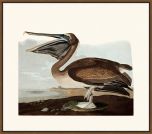 Audubon's Brown Pelican