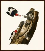 Audubon's Red Headed Woodpeckers