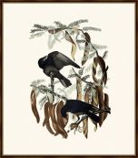 Audubon's Fish Crow