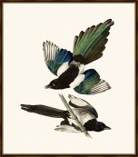 Audubon's American Magpie