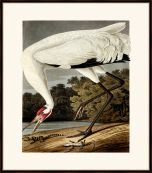 Audubon's Hooping Crane