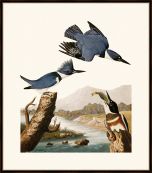 Audubon's Belted Kingfisher