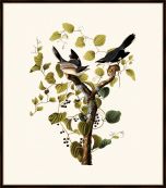 Audubon's Loggerhead Shrike