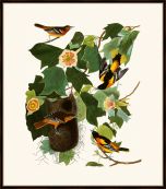 Audubon's Baltimore Oriole