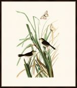Audubon's MacGillivray Finch