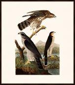 Audubon's Goshawk and Stanley Hawk