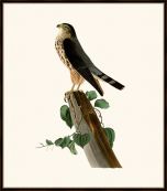 Audubon's Le Petit Caporal