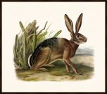 Audubon's California Hare
