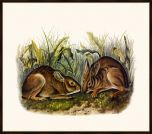 Audubon's Marsh Hare