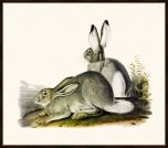 Audubon's Rocky Mountain Hare