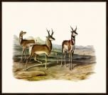 Audubon's Prong-Horned Antelope