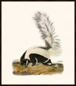 Audubon's Large-Tailed Skunk