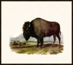 Audubon's American Bison II