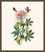 Audubon's Ruff-Necked Hummingbird II