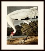 Audubon's Hooping Crane II