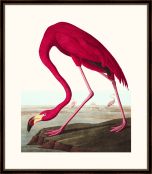 Audubon's American Flamingo II