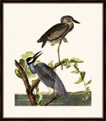 Audubon's Yellow-Crowned Heron II